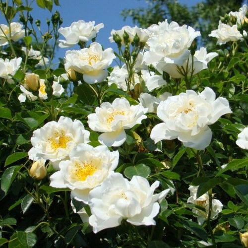 Mierna vôňa ruží - Ruža - City of York® - Ruže - online - koupit